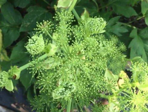 Ashitaba, Angelica Keiskei zu, Organiczny, Leczniczy Samt, Samt Dziedzictwo