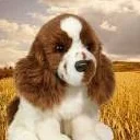 Memorable Pets Springer Spaniel - Terapia wypchanych zwierząt dla osób z utratą pamięci w wyniku starzenia się i opiekunów