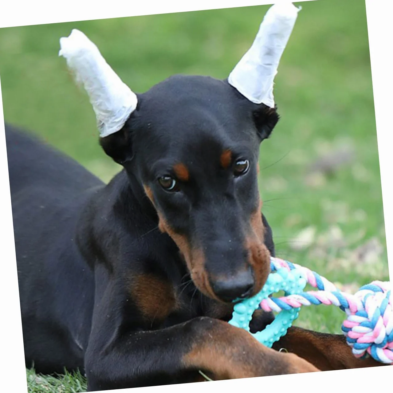1 Zestaw Doberman Pinczer Nauszniki Zestaw Do Pozycjonowania Uszu Psa Wsparcie Dla Stojaka Na Uszy Szczeniaka Wsparcie Dla Uszu Psa Stojak Na Uszy Pręty Pinczery Psy Zestaw Do