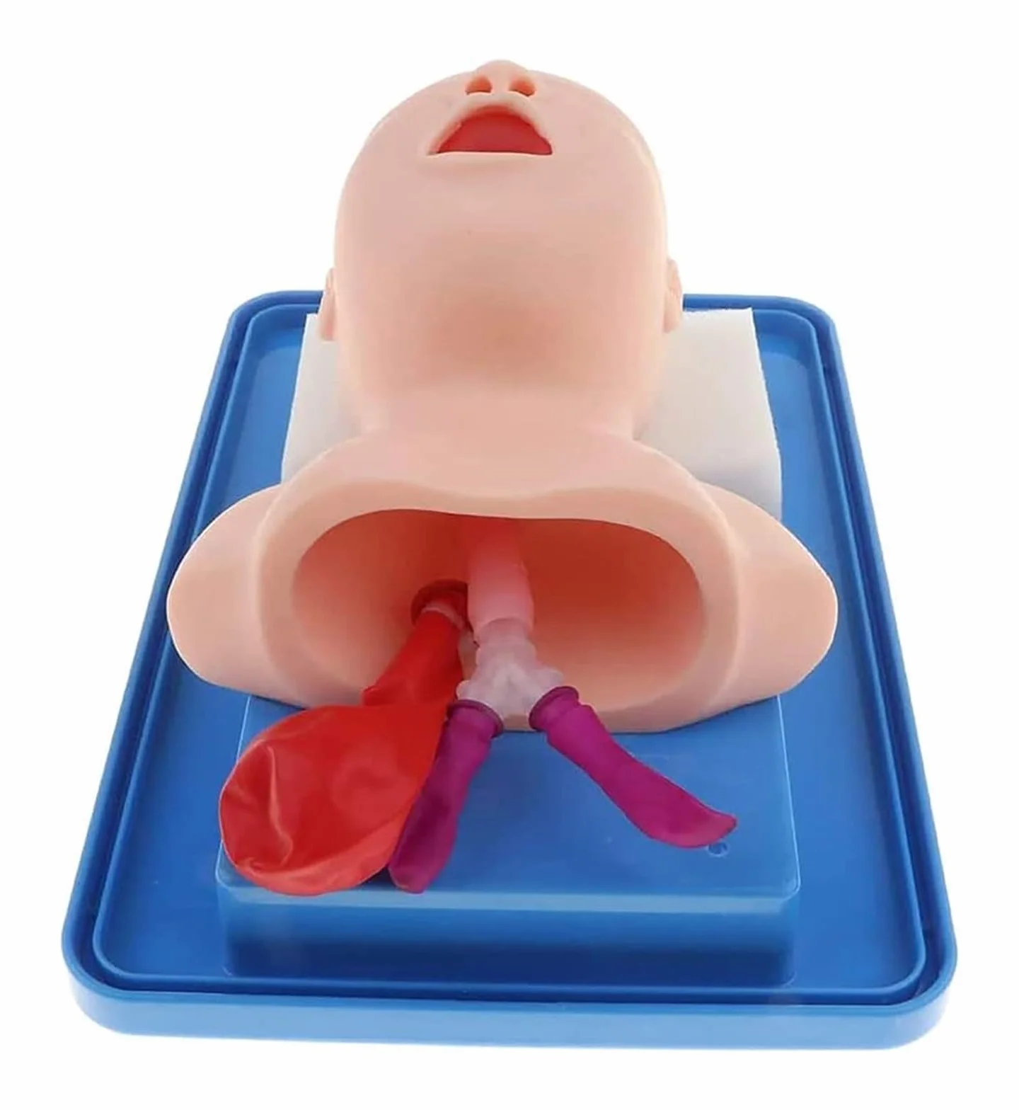 ORGAN MODEL Newborn Baby Infant Intubation Manikin Pediatric Lab Airway Management Trainer