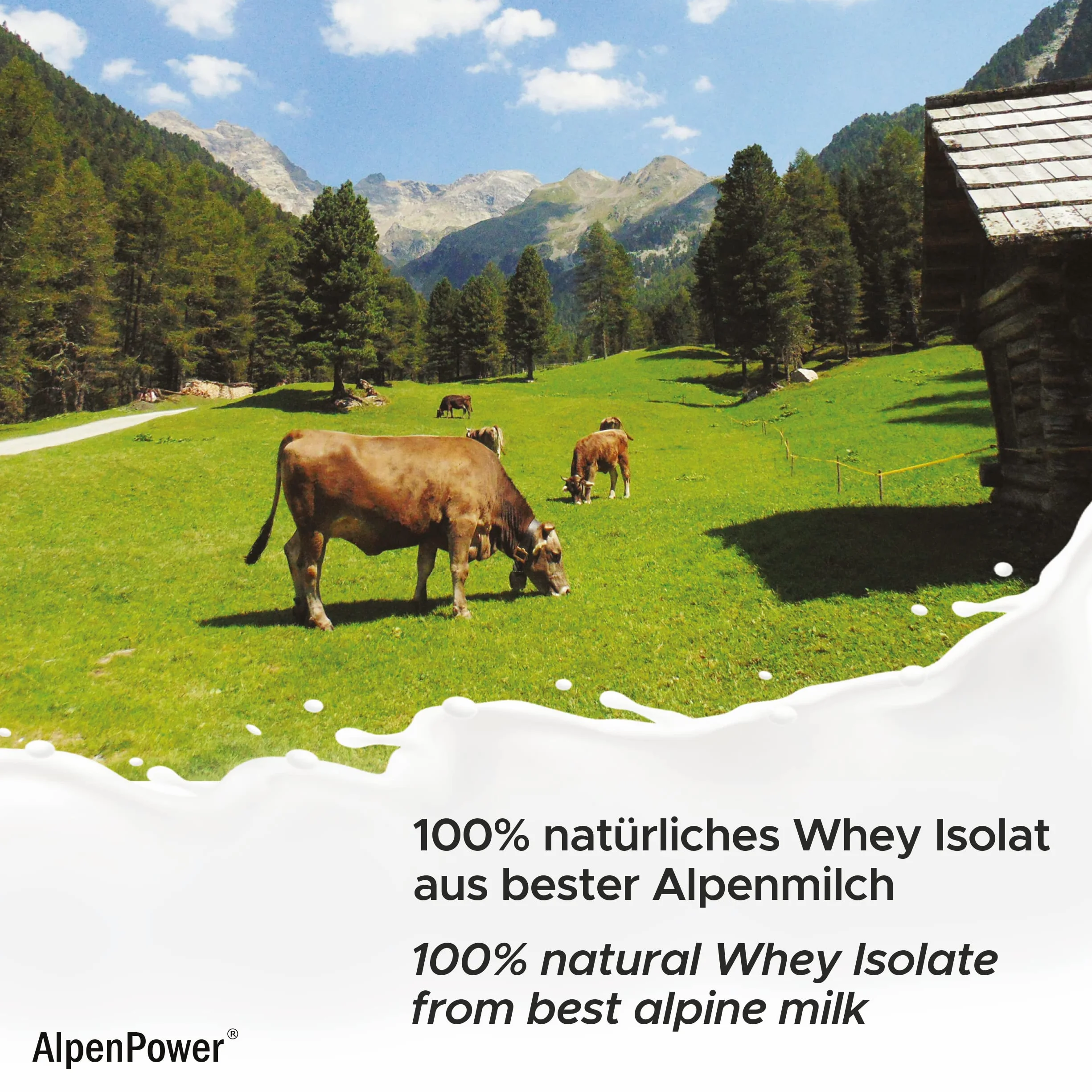 AlpenPower Whey Isolat białko w proszku czekoladowym 1 kg 100% naturalne bez substancji słodzących