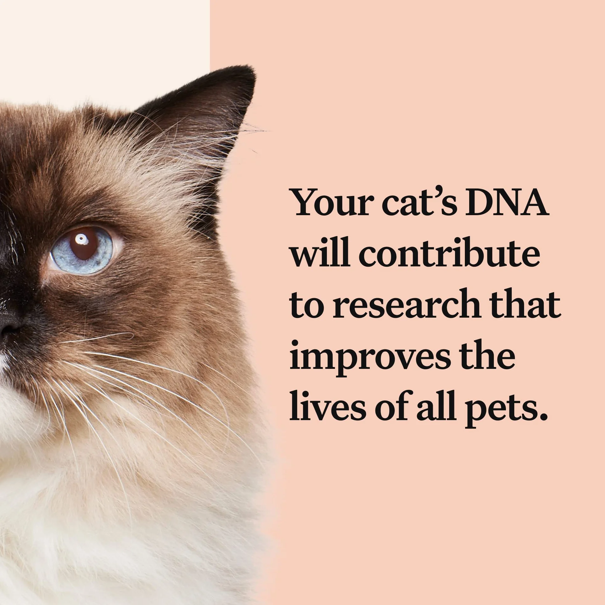 Wisdom Panel Kompletny: Kompleksowy test DNA kota na 45 zdrowotnych schorzeń genetycznych | Ponad 70 ras i populacji | Ponad 25 cech | Grupa krwi