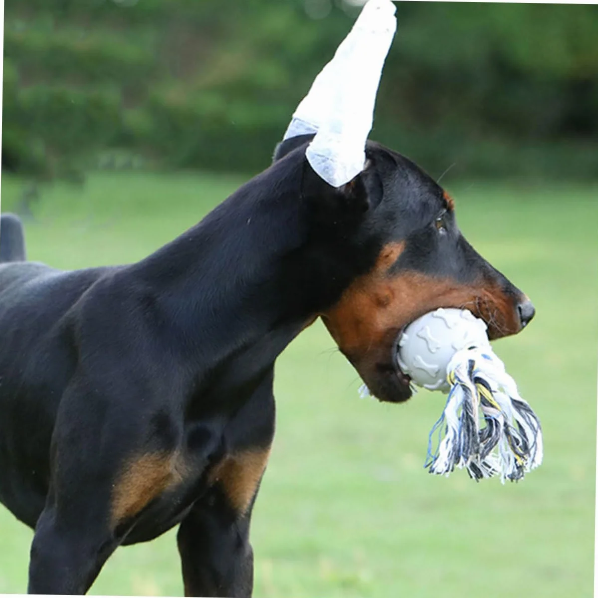 1 Zestaw Doberman Pinczer Nauszniki Zestaw Do Pozycjonowania Uszu Psa Wsparcie Dla Stojaka Na Uszy Szczeniaka Wsparcie Dla Uszu Psa Stojak Na Uszy Pręty Pinczery Psy Zestaw Do