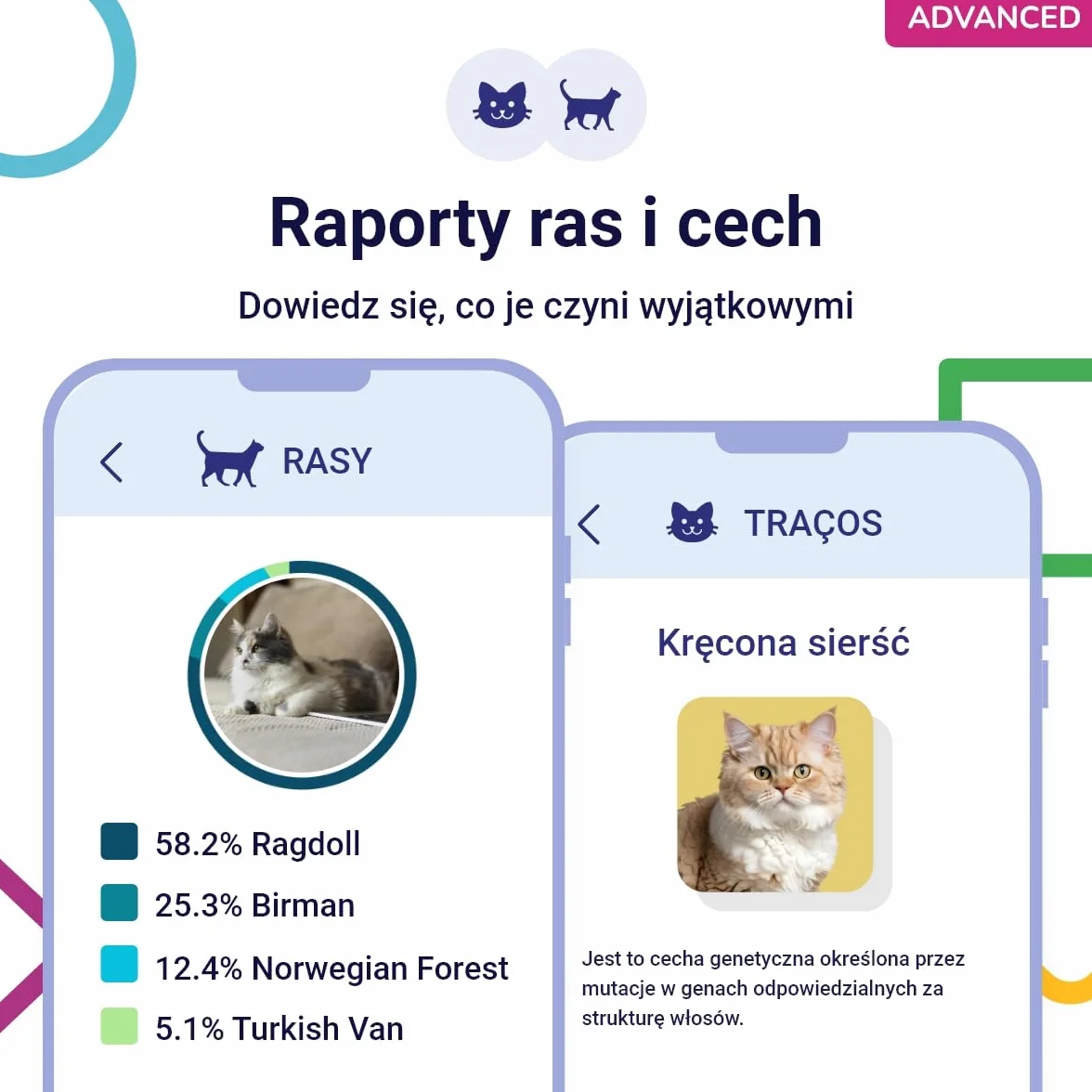 Test DNA dla Kotów Advanced Koko Genetics - 150 Raporty Ras, Zdrowotne i Cech