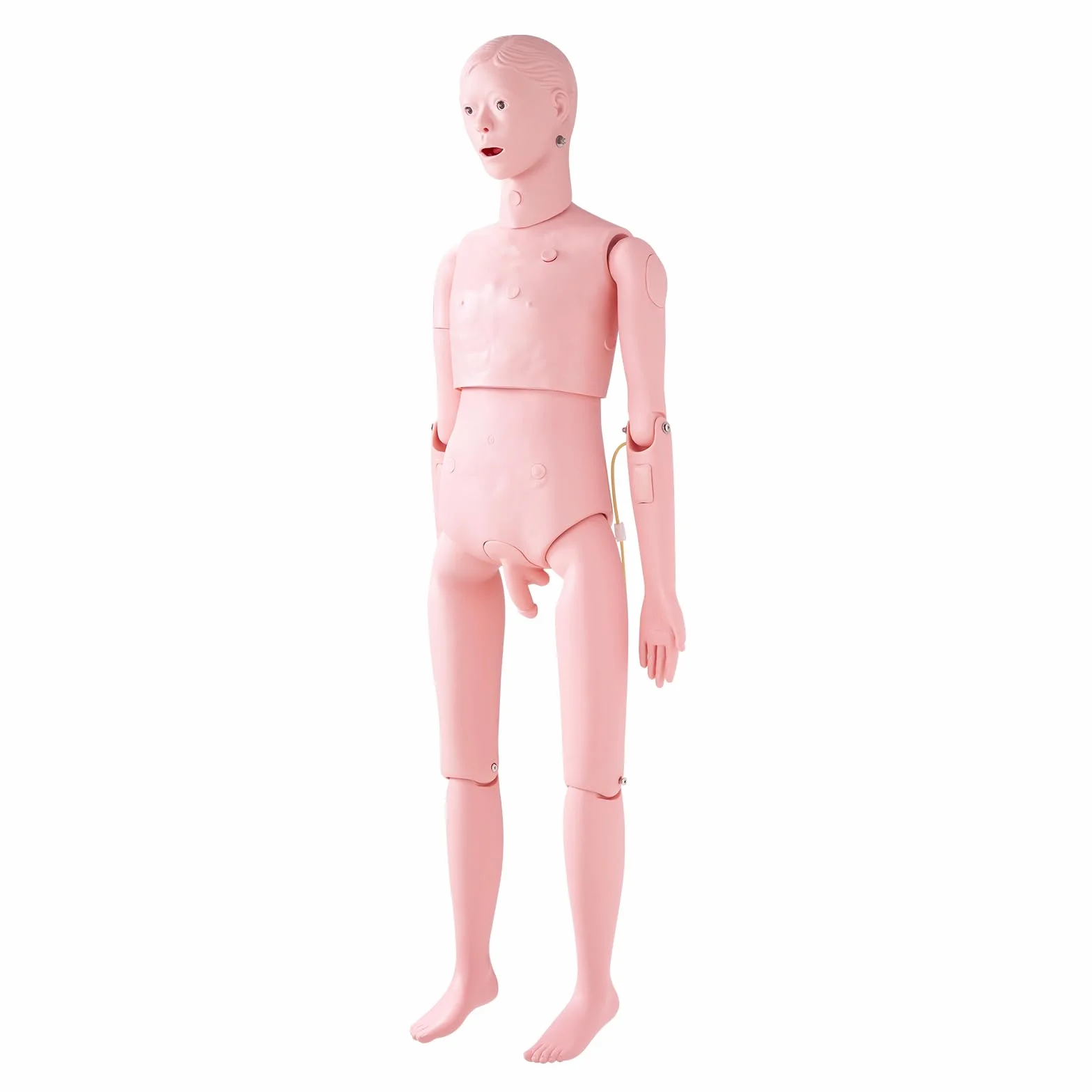 VEVOR Manekin do treningu pielęgniarskiego, męski manekin wielkości życia ludzki manekin do treningu pielęgniarskiego, wielofunkcyjne materiały edukacyjne do nauczania, model symulatora anatomicznego