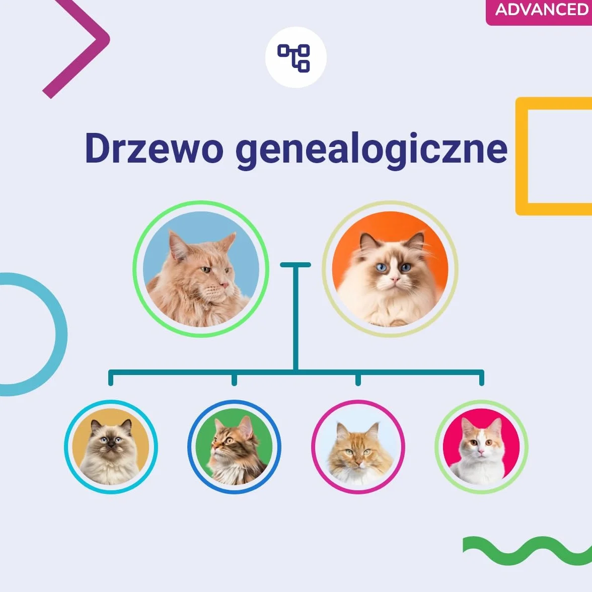Test DNA dla Kotów Advanced Koko Genetics - 150 Raporty Ras, Zdrowotne i Cech