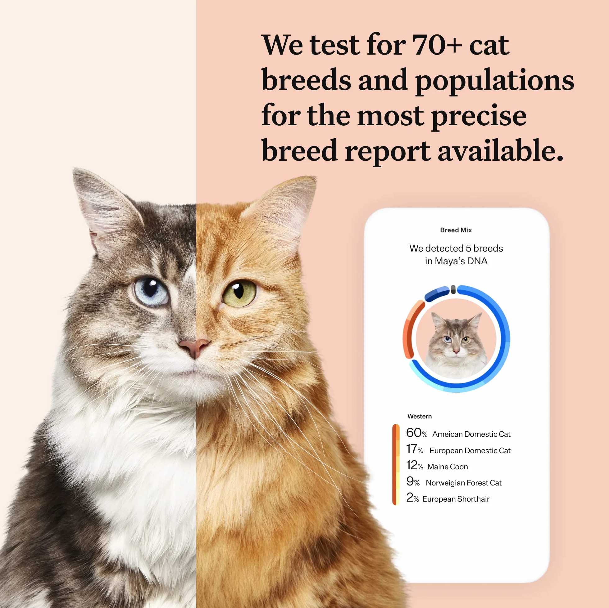 Wisdom Panel Kompletny: Kompleksowy test DNA kota na 45 zdrowotnych schorzeń genetycznych | Ponad 70 ras i populacji | Ponad 25 cech | Grupa krwi