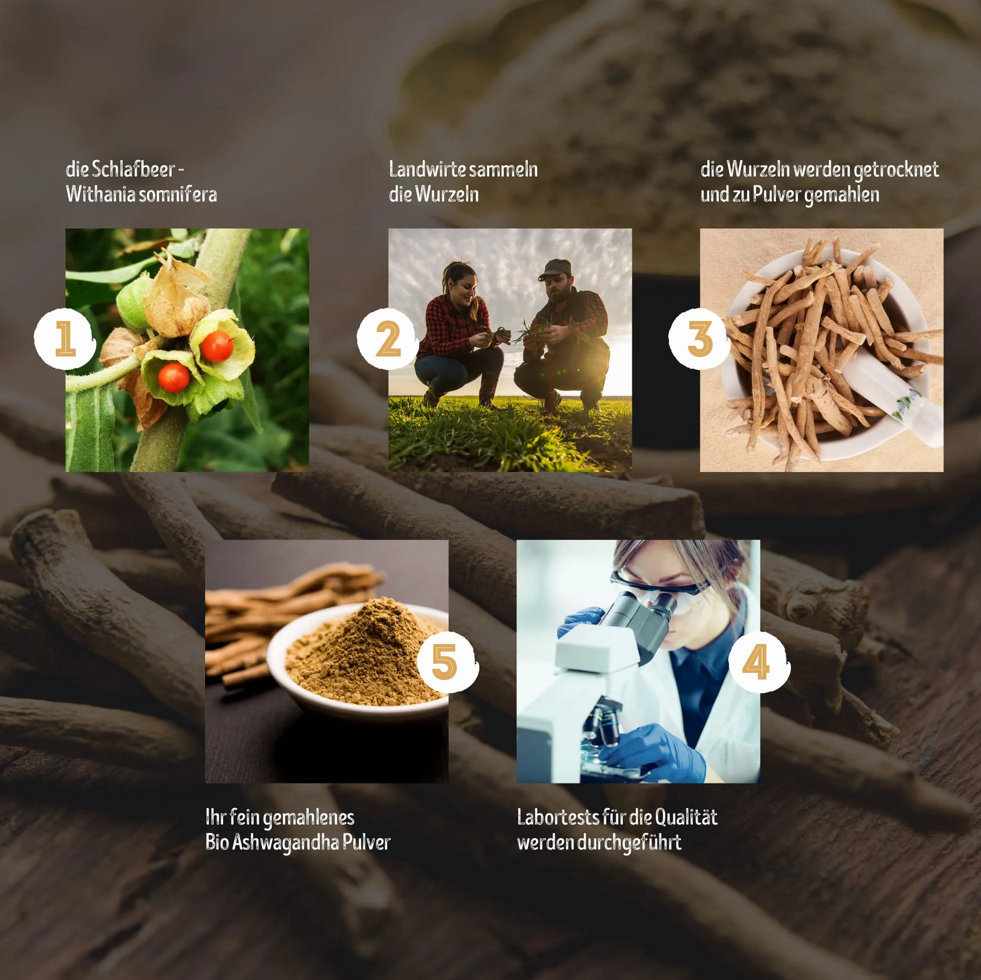 Monte Nativo Organiczny Proszek z Witani Ospałej 700g Żeń-szeń indyjski Zimowa wiśnia Withania Somnifera
