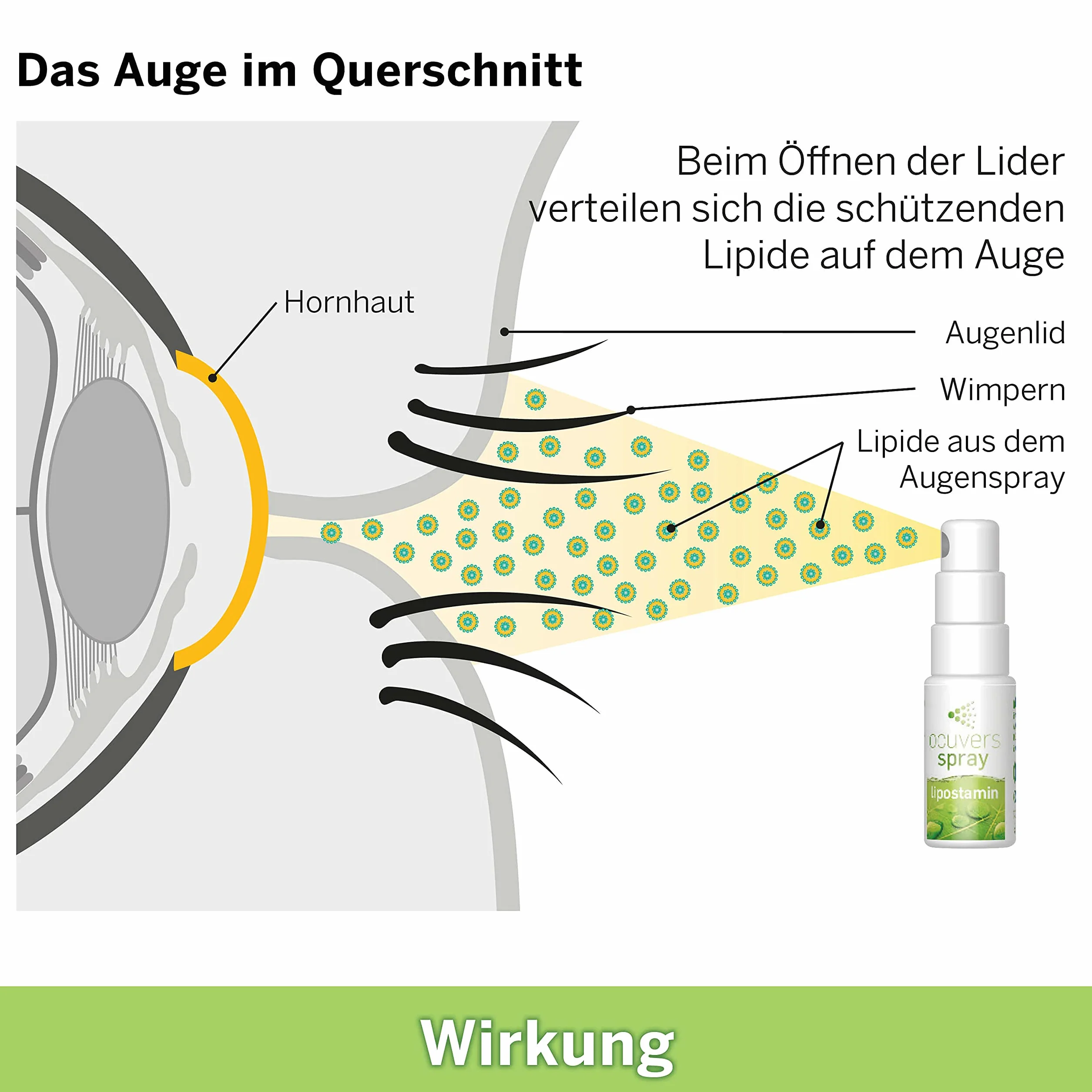 Ocuvers Spray lipostamin 15 ml – liposomalny spray do oczu z eufrazją dla szybkiej pomocy przy pieczeniu i zaczerwienieniu oczu
