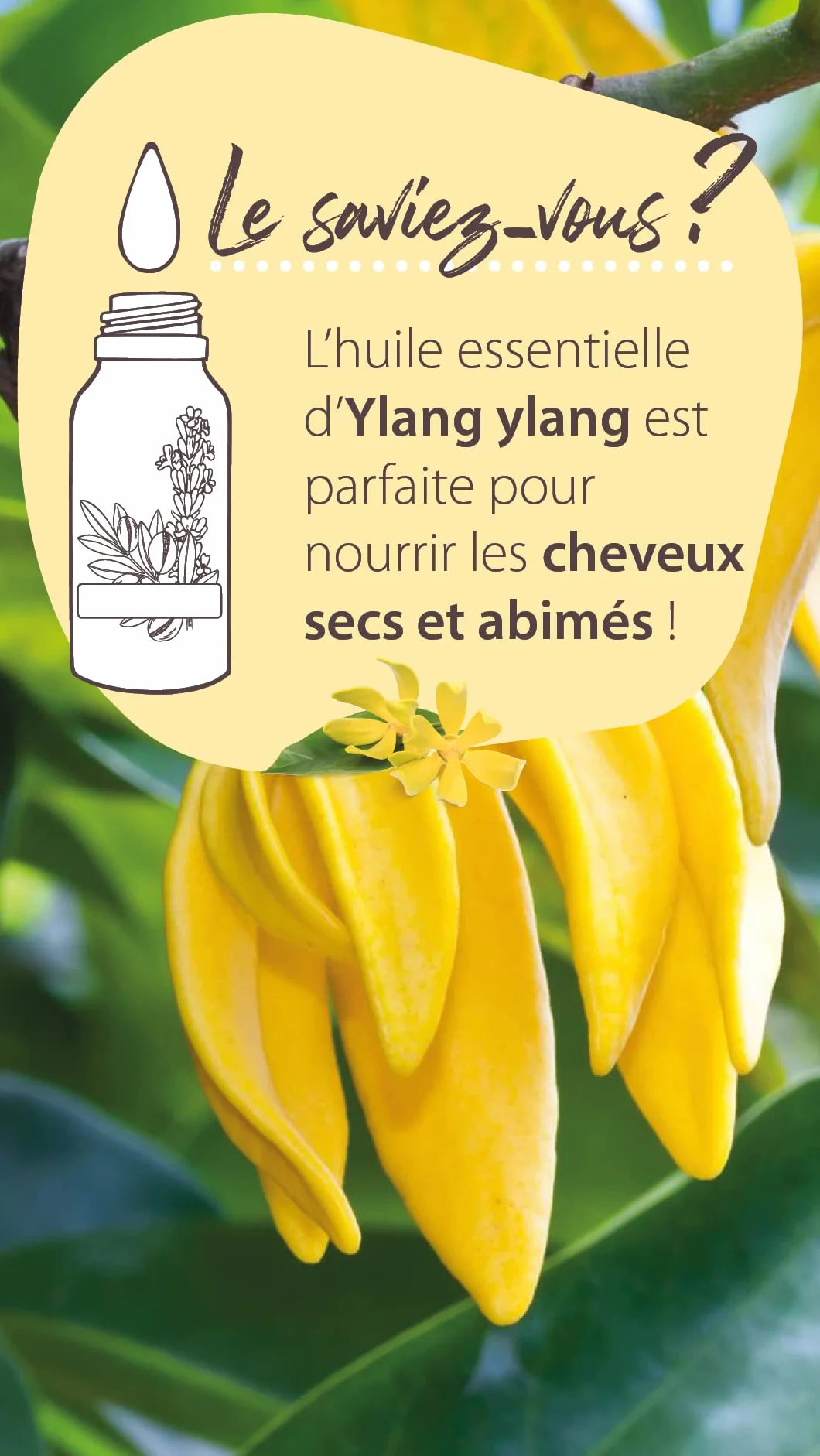 Pranarôm Les Diffusables Bien Chez Soi mieszanka olejków eterycznych do dyfuzora Cocooning Ylang-Ylang i Organiczna róża damasceńska 30 ml