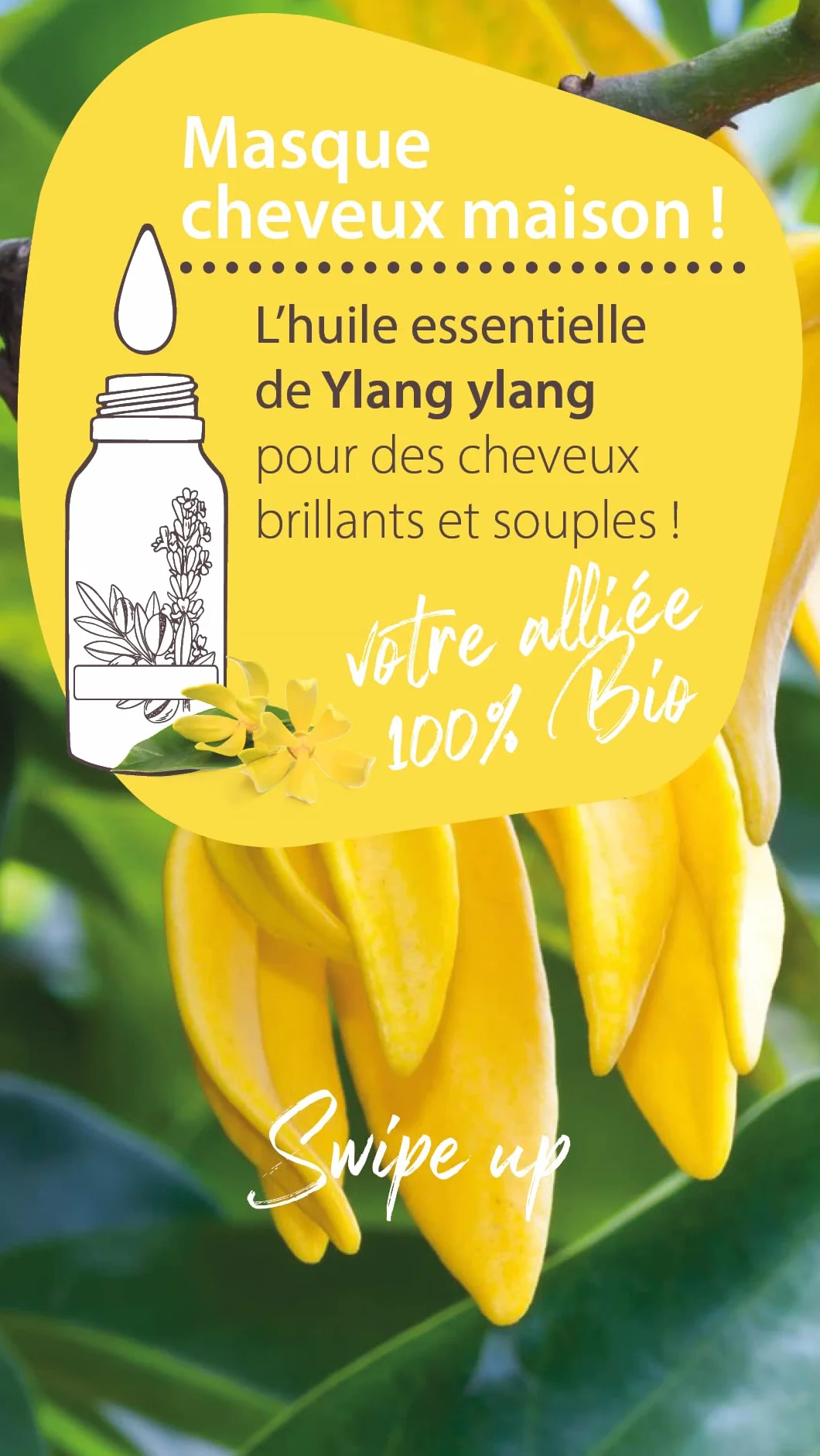 Pranarôm Les Diffusables Bien Chez Soi mieszanka olejków eterycznych do dyfuzora Cocooning Ylang-Ylang i Organiczna róża damasceńska 30 ml