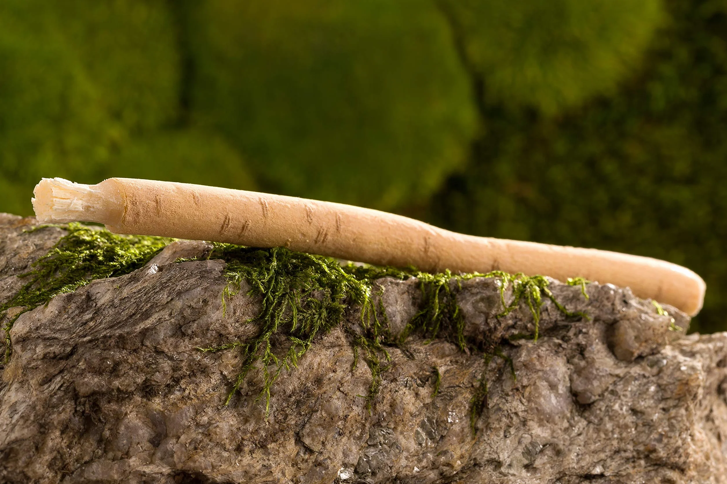 Miswak naturalna szczoteczka do zębów i etui ochronna. Siwak do czyszczenie i wybielania zębów. Minerały dla zdrowych zębów i dziąseł.