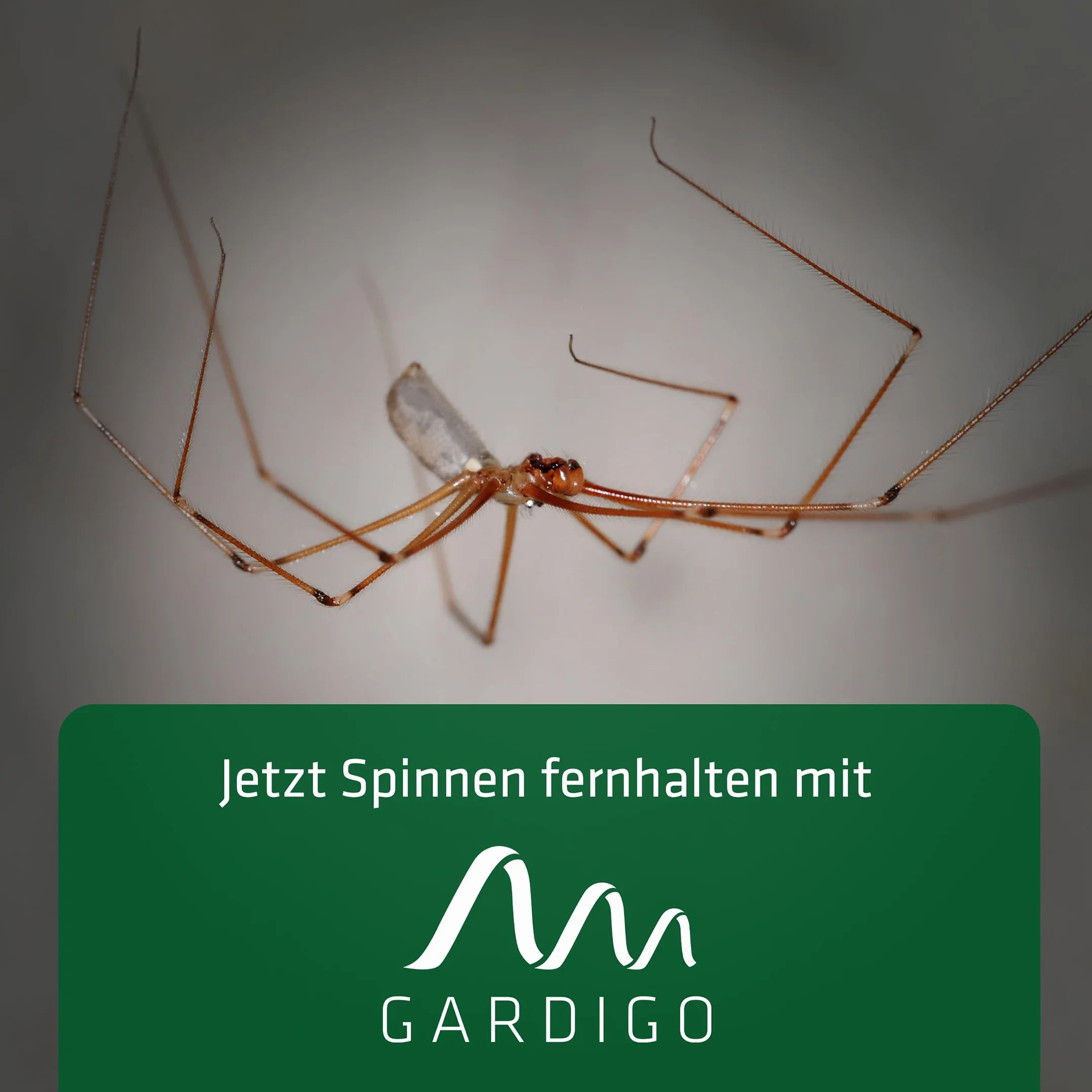 GARDIGO Wtyczka ultradźwiękowa do odstraszania pająków 2 szt. 25 m² 27 kHz