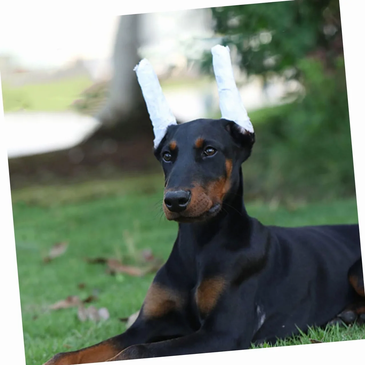 1 Zestaw Doberman Pinczer Nauszniki Zestaw Do Pozycjonowania Uszu Psa Wsparcie Dla Stojaka Na Uszy Szczeniaka Wsparcie Dla Uszu Psa Stojak Na Uszy Pręty Pinczery Psy Zestaw Do