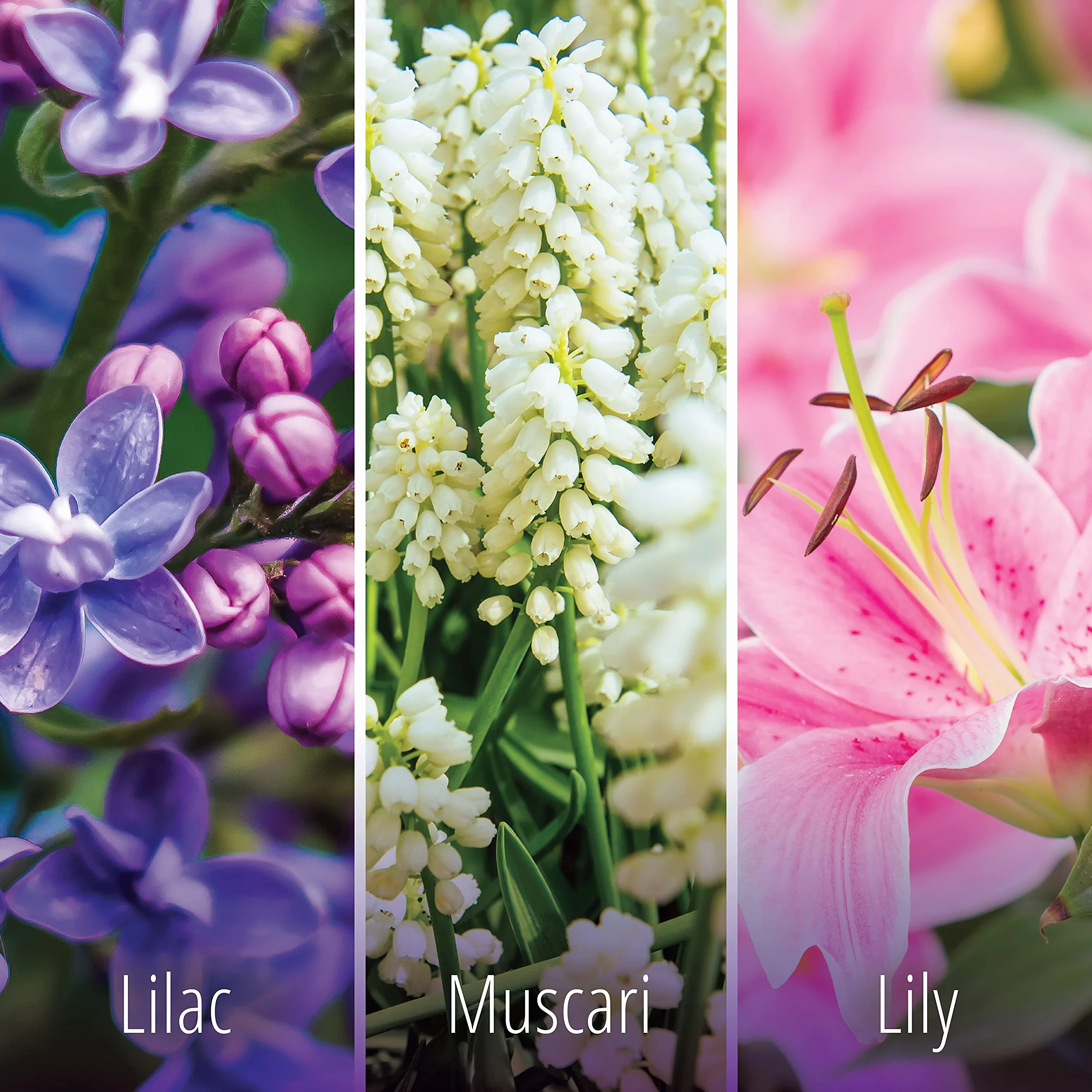 Kifra Lilac skoncentrowane perfumy do prania, 200 ml, 80 cykli prania, długotrwały zapach prania