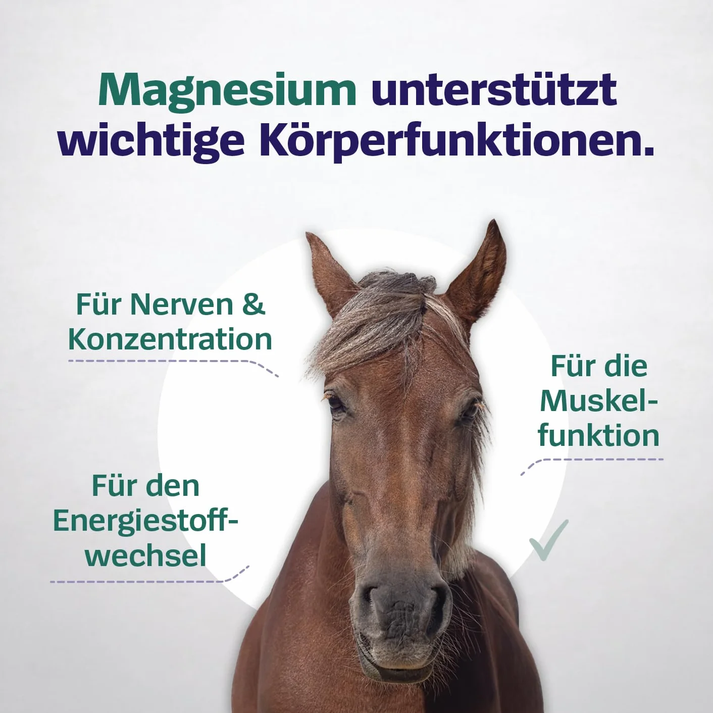 Hord & Pony cytrynian magnezu 500 g proszku 100% czystego magnezu bez dodatków wysoka dawka